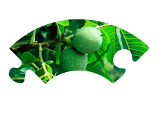Noce Verde